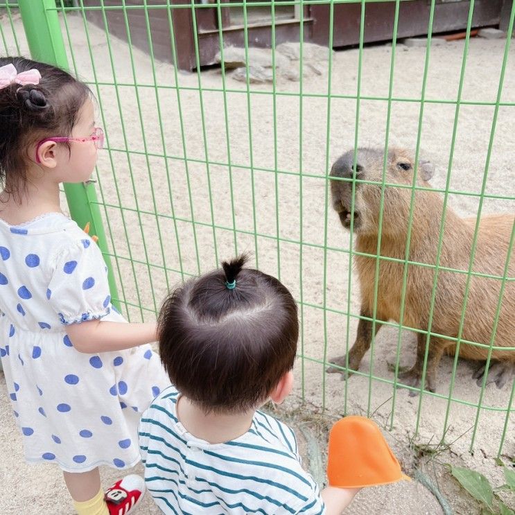 가평 가볼만한 곳 :: 아침고요수목원 (가족동물원)