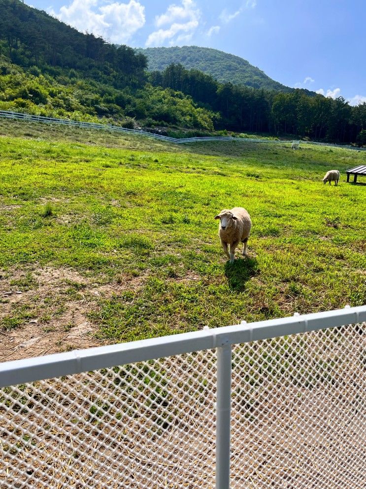 경북 상주 / 아이와가볼만한곳/ 예쁜목장/모동목장