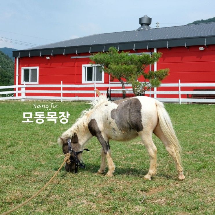 경북 상주 아이와 가볼만한곳: 모동목장, 인스타그램 분위기의 예쁜 목장