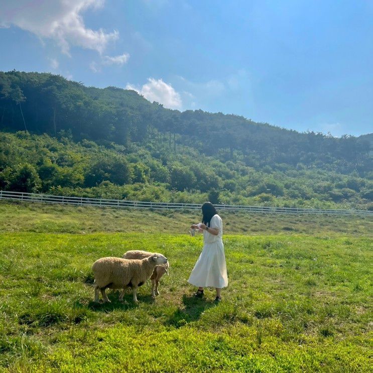 상주 아이와 가볼만한 곳| 드넓은 들판이 매력적인 신상목장, 모동목장