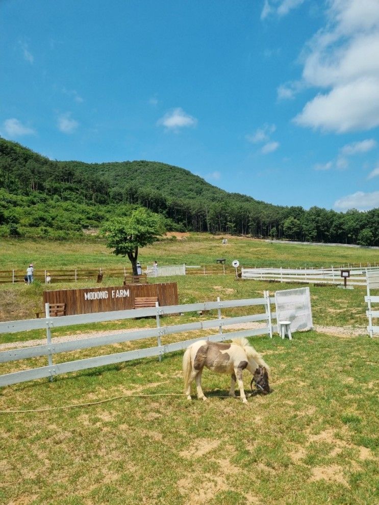 [상주 모동목장] 제주도 느낌 가득! 너무 예쁜 신상 목장