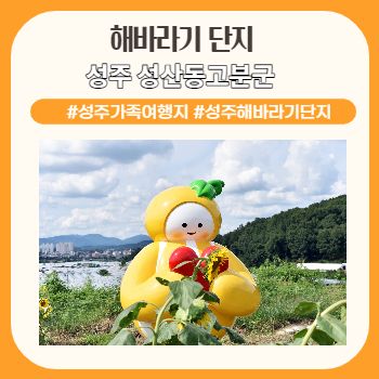 경북 가족 여행지 데이트 장소 성주 해바라기 단지 성산동 고분군 전시관