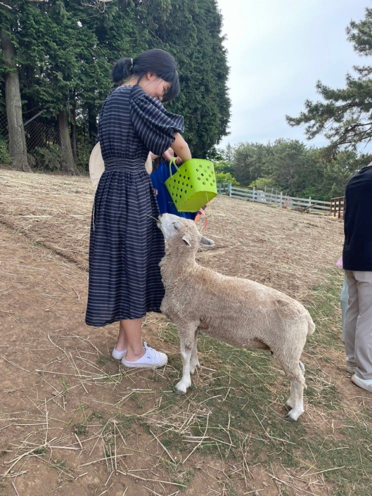 남해 양모리학교 양떼목장 두번 가세요!🫶🏼