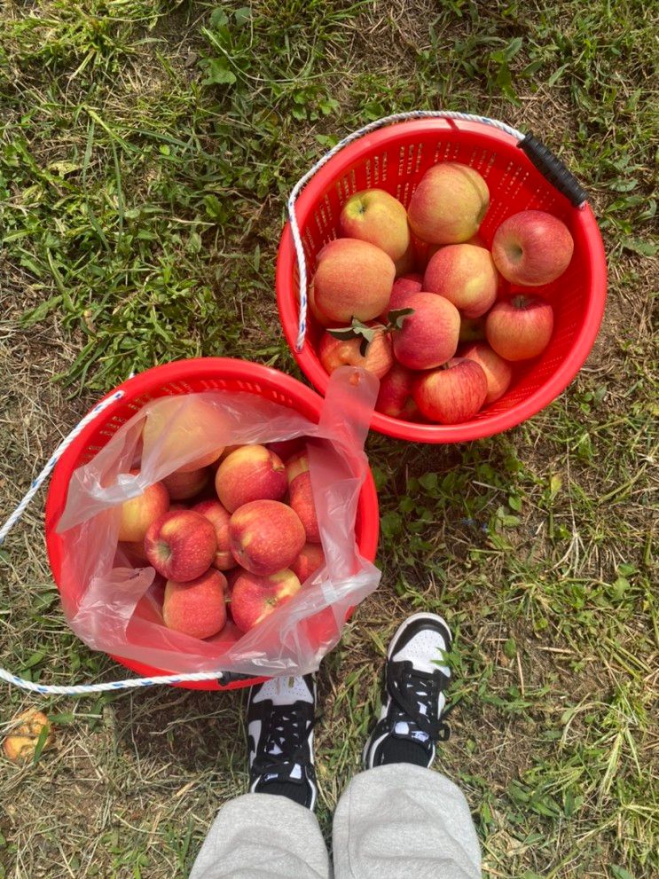 안성 이색체험_ 누렁이과수원 사과 따기 체험🍎