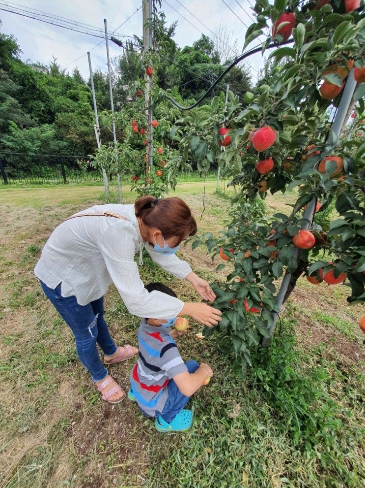 안성여행_사과따기체험, 전통시장,한경대학교,중앙대학교,숙소리뷰