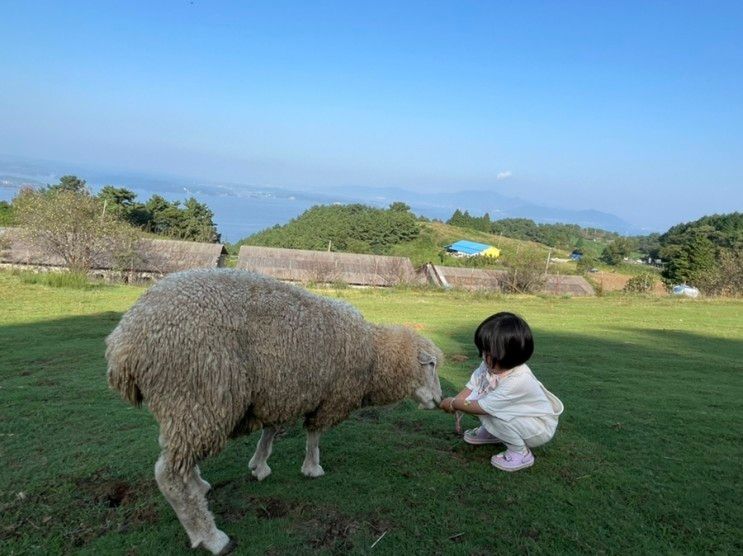 [남해 아이랑 가볼만한 곳] 남해 양떼목장 양모리학교🐏🐑🐖🐓