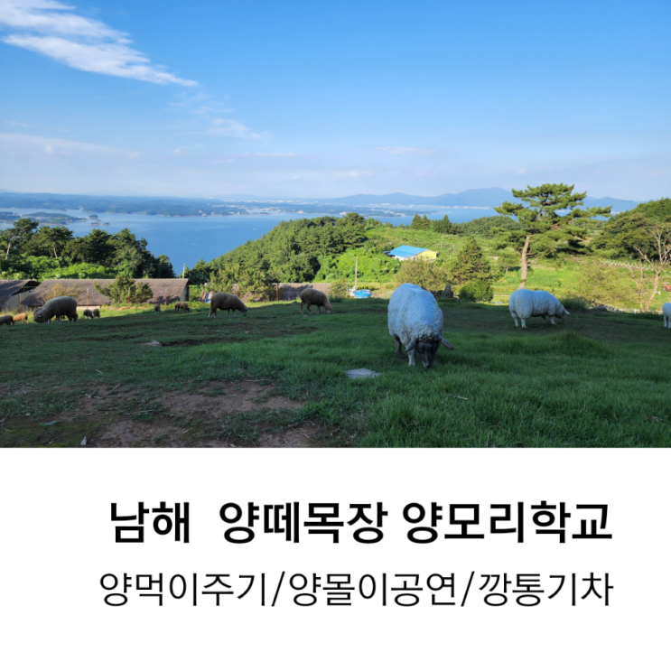 남해 양모리학교, 양 먹이주기 체험/양몰이 공연/깡통 기차까지 신나는 양떼목장