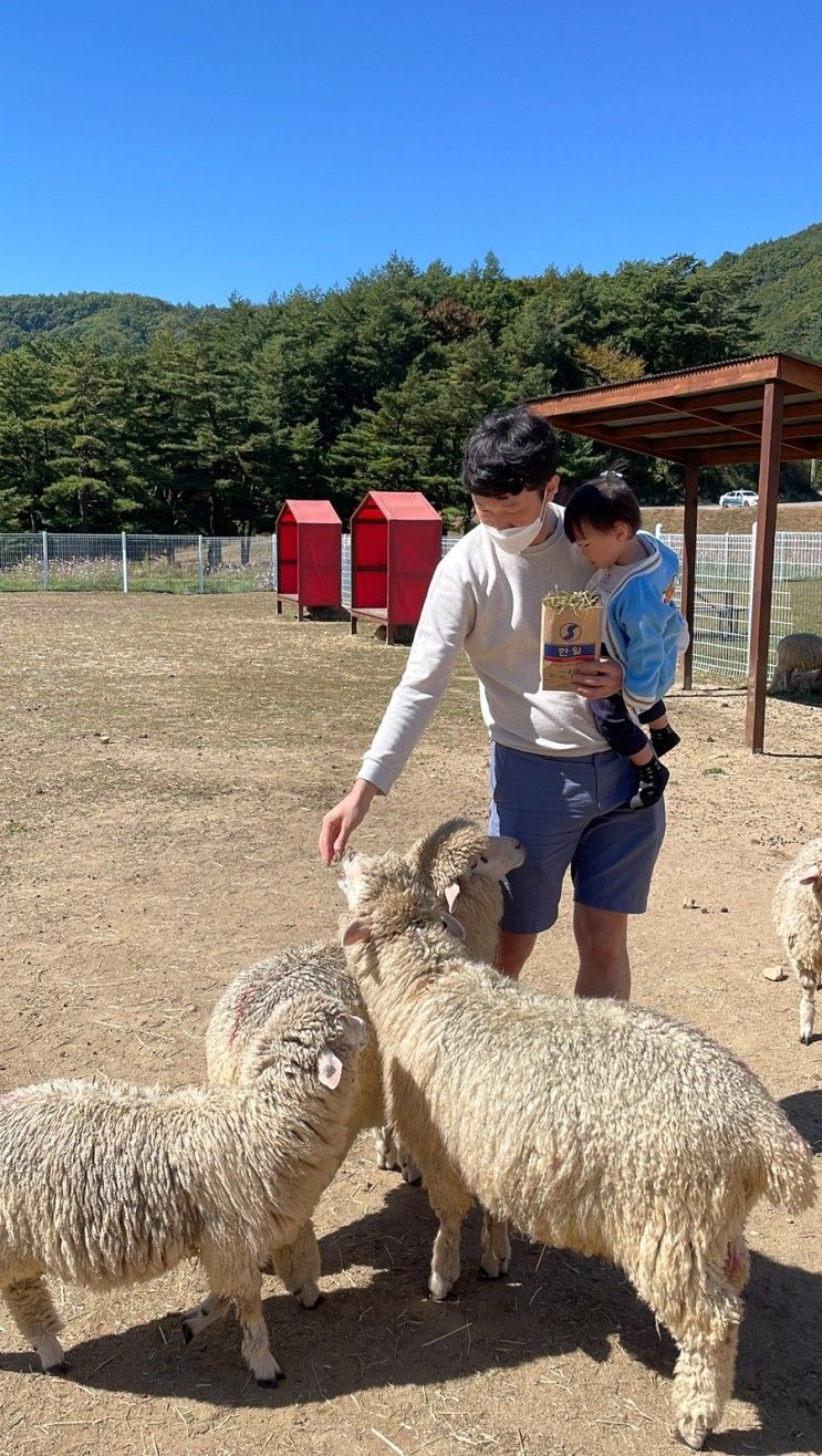 강원도 평창 대관령 양떼목장, 아기랑 하늘목장