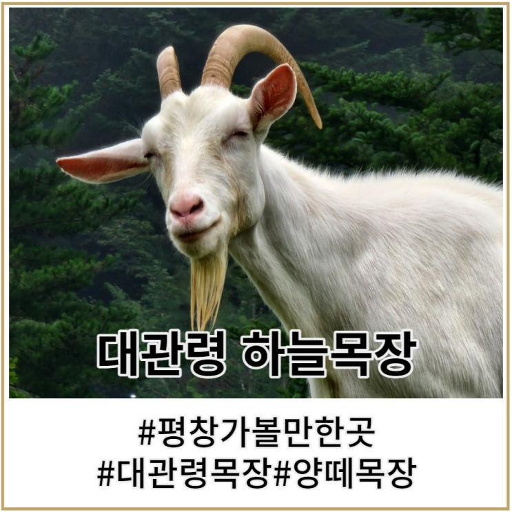 강원도 평창 여행 : 조금 아쉬웠던 대관령 하늘 목장