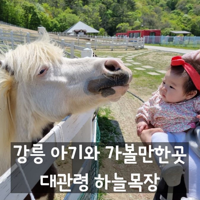 강릉 가볼만한곳 아기와 평창 대관령 하늘목장 후기