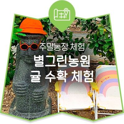 주말농장 체험! 별그린농원 귤 수확 체험