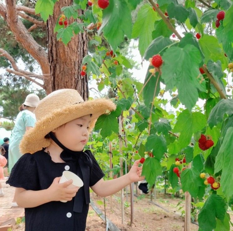 대구 아이랑 산딸기 체험농장 별그린농원