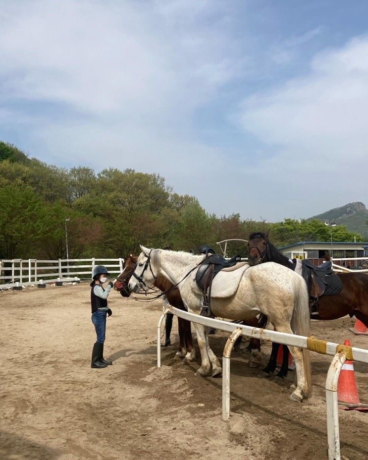 [용인 승마] 경기도 학생승마 체험  용인 cc 승마 클럽