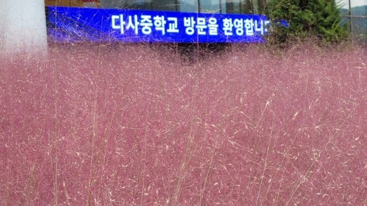 대구인근 경북청도 가족여행하기 좋은  한국코미디타운 핑크뮬리
