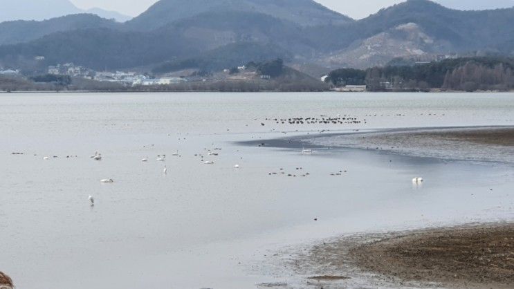 창원 주남저수지/겨울 철새 구경/창원 단감테마공원/주남저수지 돌짜장