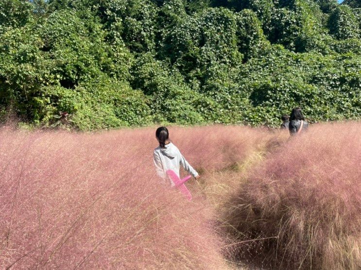 [창원가족나들이]핑크뮬리를 볼 수 있는 단감테마공원 아이들과 가기 좋은 곳