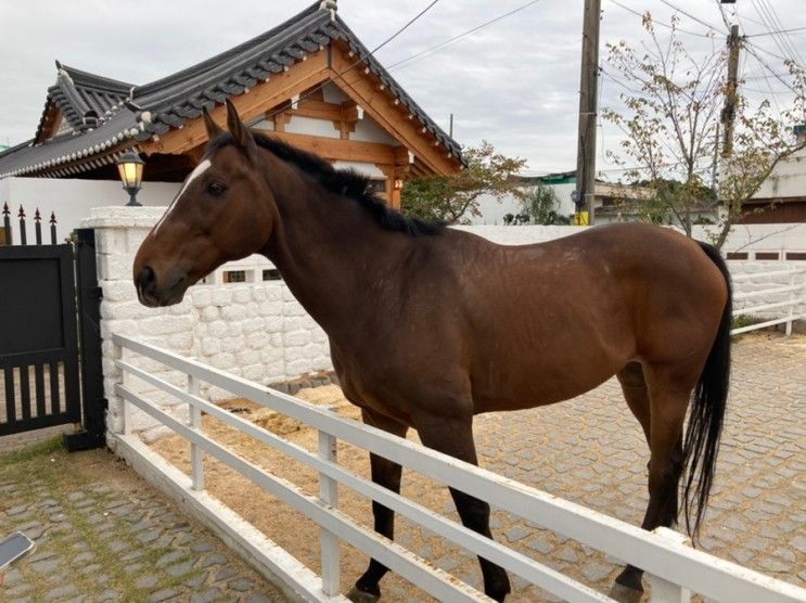 말과 미니어처포니가 있는 황리단길 이색 카페, 경주 테를지