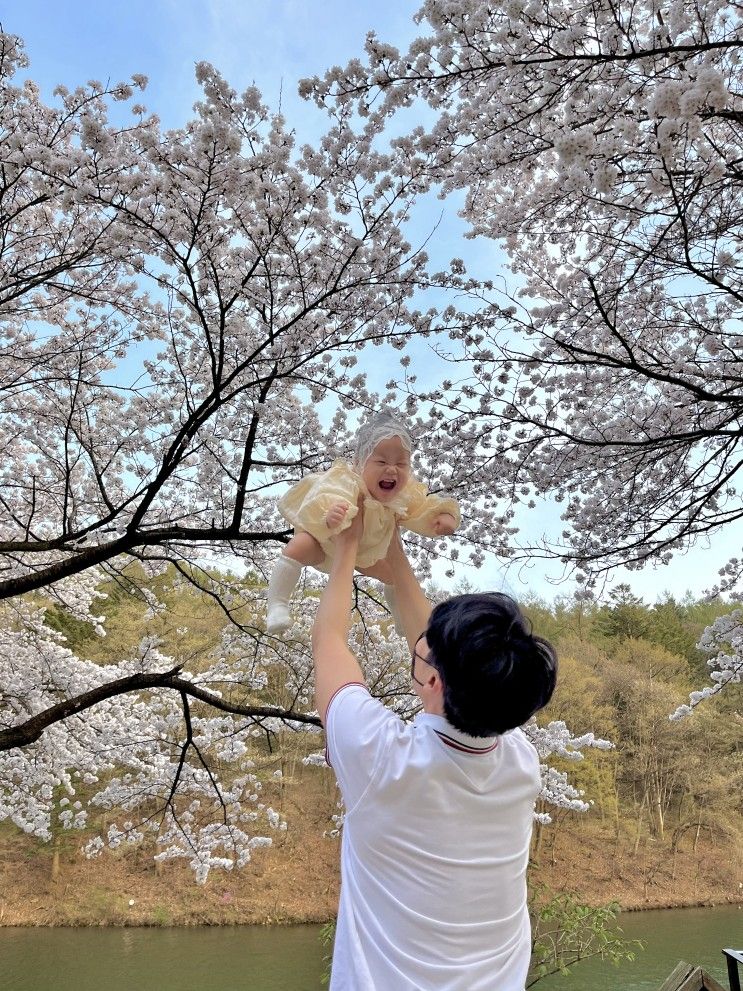 용인 벚꽃카페 [다람이커피] 깊은산속 다람쥐 여기가 핫플이네