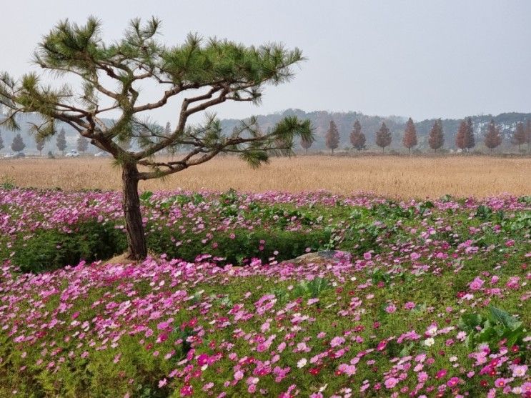 [안산 가볼 만한 곳] 대부바다 향기테마파크