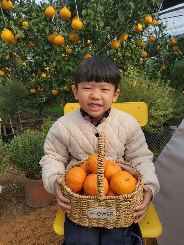 이천 하늘빛농원 귤따기체험