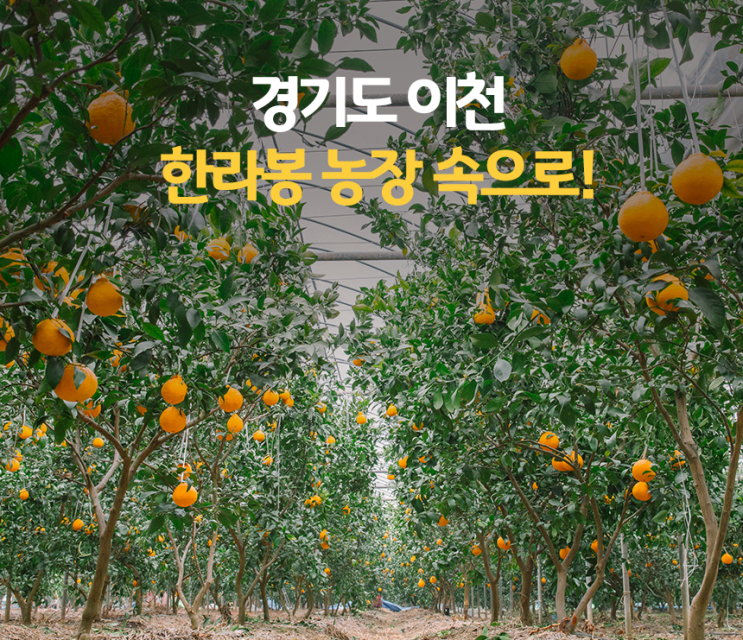 새콤달콤한 향기 가득한 경기도 이천 하늘빛 농원 속으로!