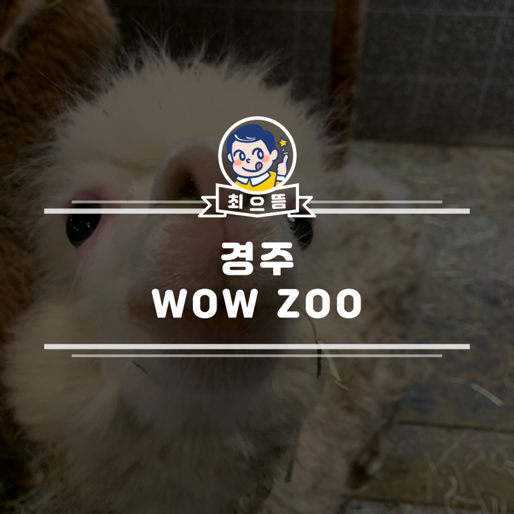 [경주 놀거리] 경주 WOW ZOO 실내 동물원 후기 / 경주 데이트... 