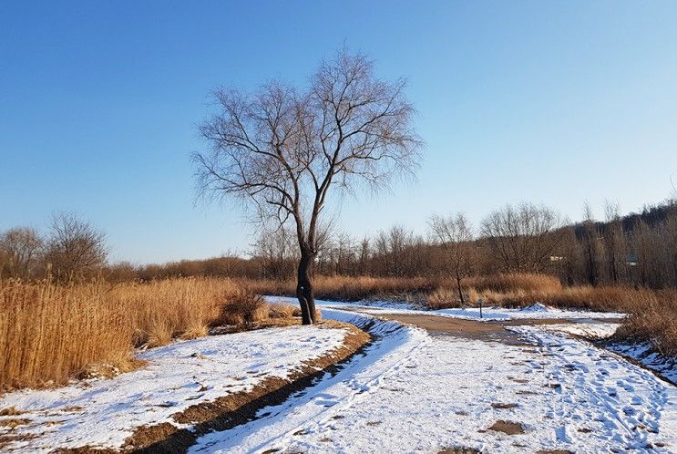 강서 한강공원(강서습지생태공원) 걷기 고라니 발견