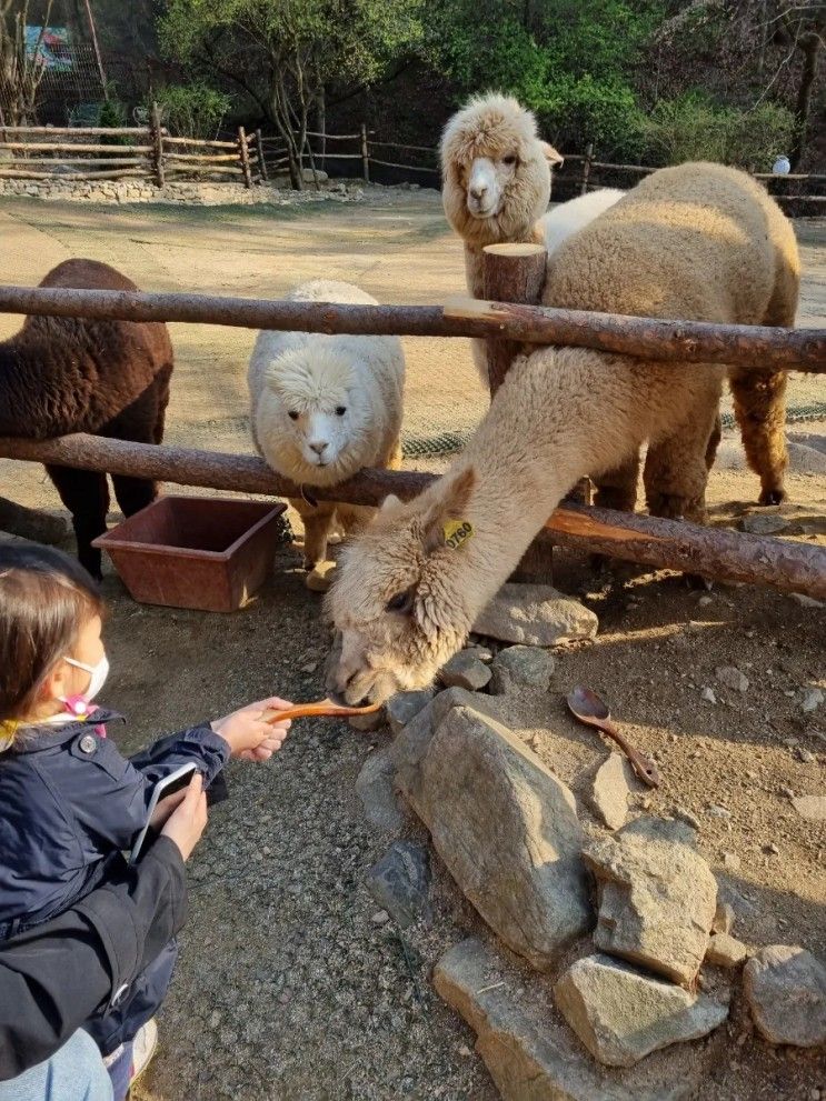 가평 아이와 가볼만한 곳 - 더스테이힐링파크 알파와앵무