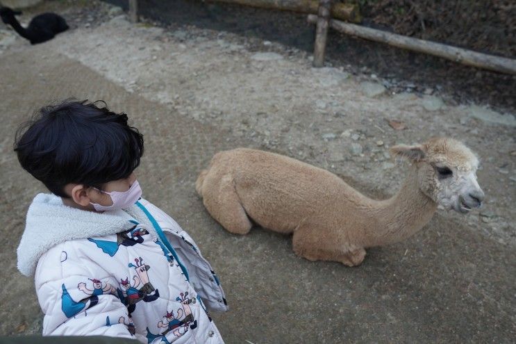 아이랑 가평 가을여행 더스테이힐링파크 알파와 앵무새 카트 이용