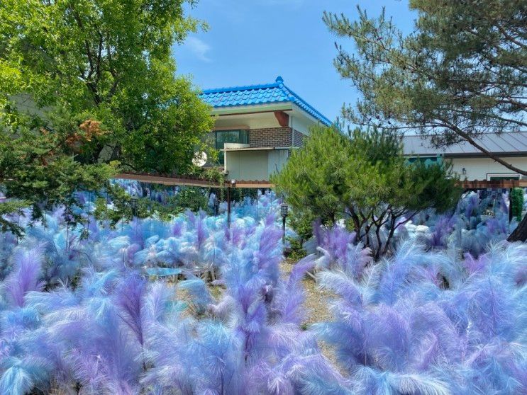 몽환적인 보라빛팜파스 정원:: 연천카페 필더쿠키