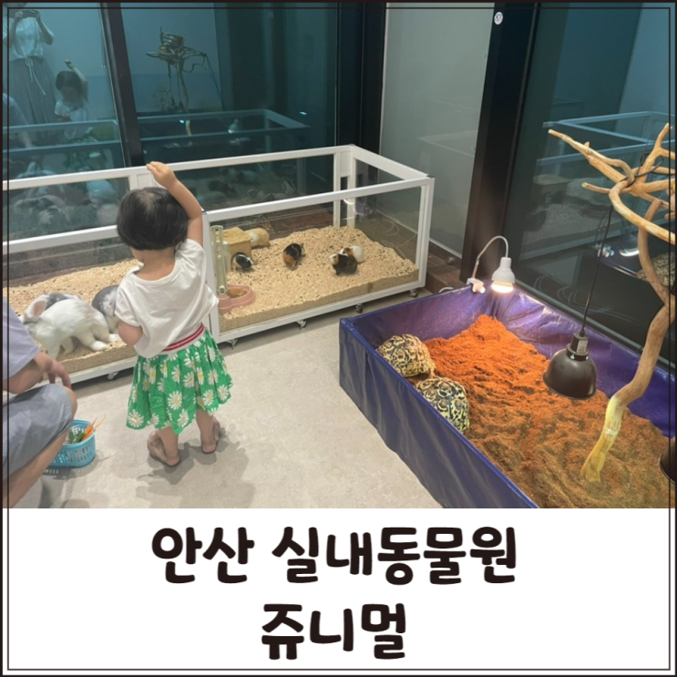 안산실내동물원 쥬니멀 시흥 고양이카페 아이랑 가볼만한곳