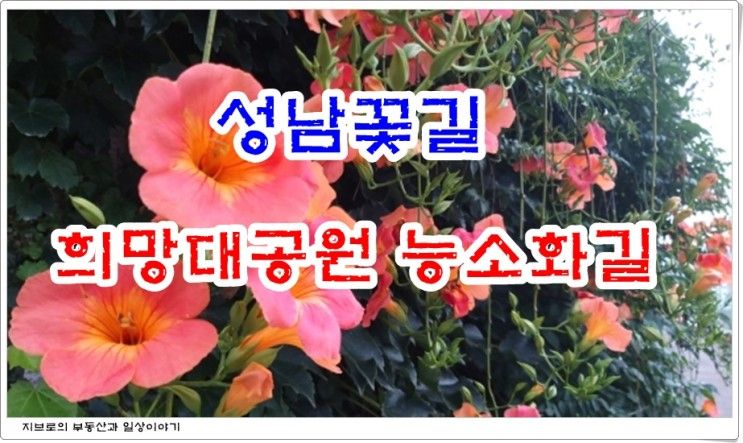 성남꽃길 희망대공원능소화길