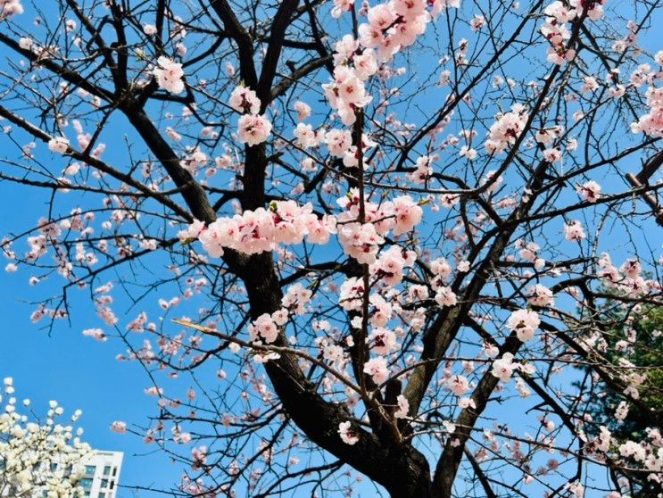 [성남 벚꽃명소]성남 벚꽃 명소는 희망대공원으로(23.3.26....