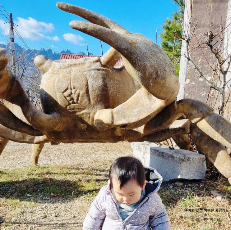 속초 테라크랩팜 산에 사는 도둑게 실내체험(시골이모...