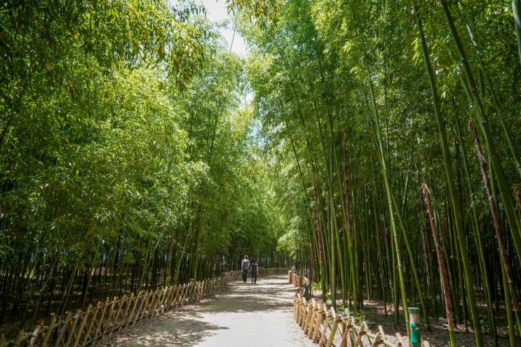 은하수길이 있어 걷기 좋은 태화강 국가정원 십리대숲
