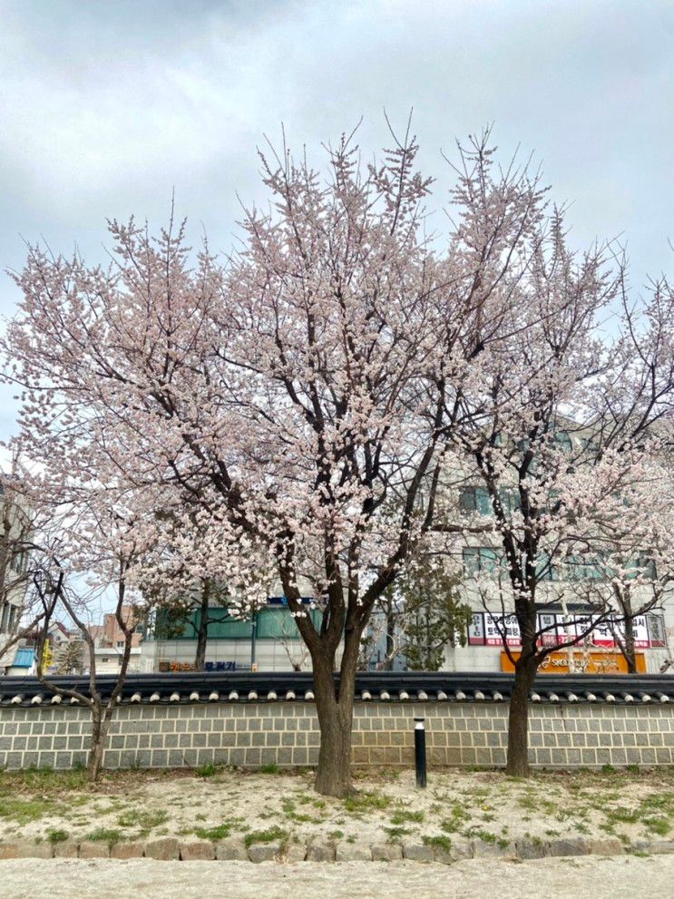 [강릉 여행 2탄] 카페 오두막, 피그놀리아커피, 허균.허난설헌 기념공원, 문어산촌, 비비플로, 오어즈, 강릉객사, 워프워프