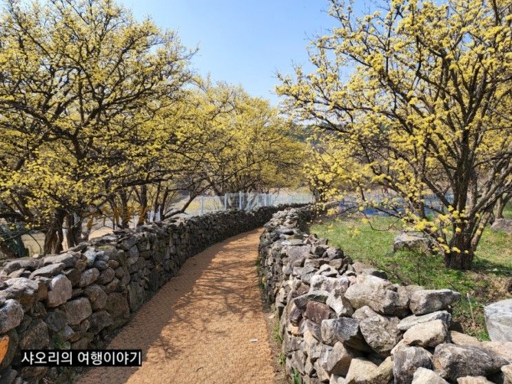 [근교나들이]이천 산수유마을, 동동국수 본점, 은이성지