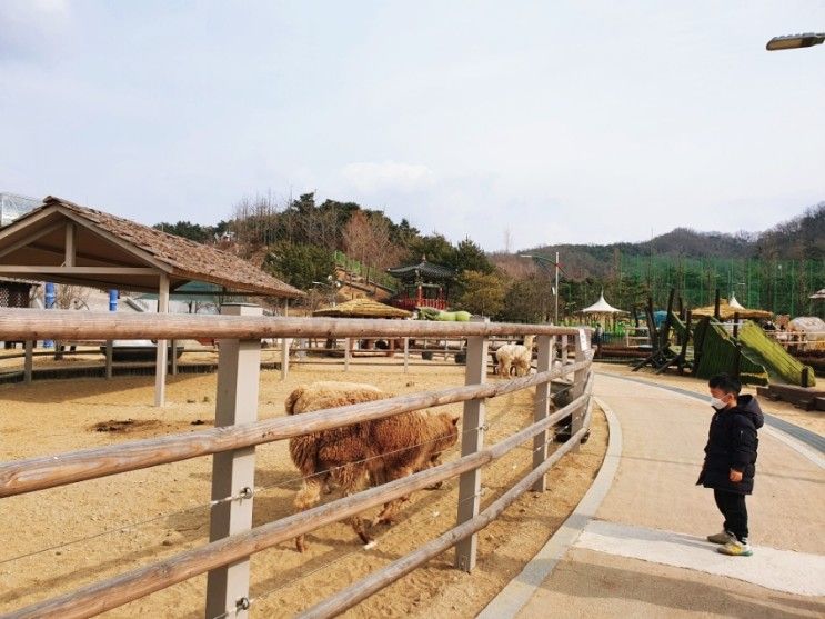 안동 아이와 가볼만한 곳｜주토피움 동물원