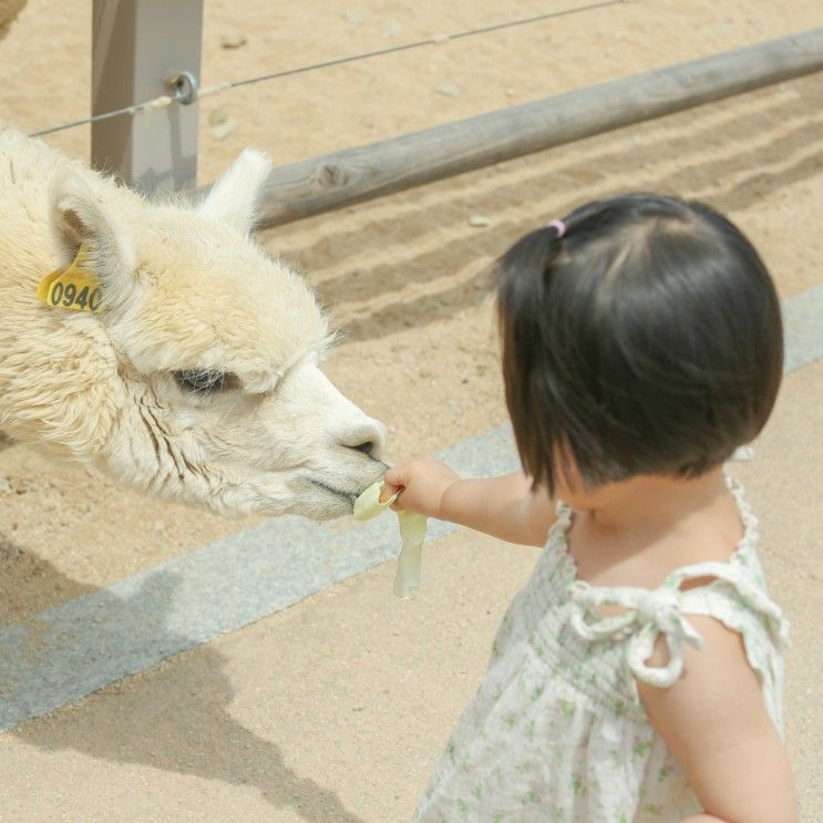 안동 주토피움 : 동물도 만져 볼수있는 체험형 동물원