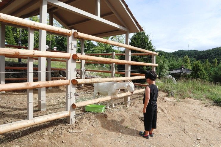 경북 여행 안동 아이와 가볼만한곳 추천 주토피움