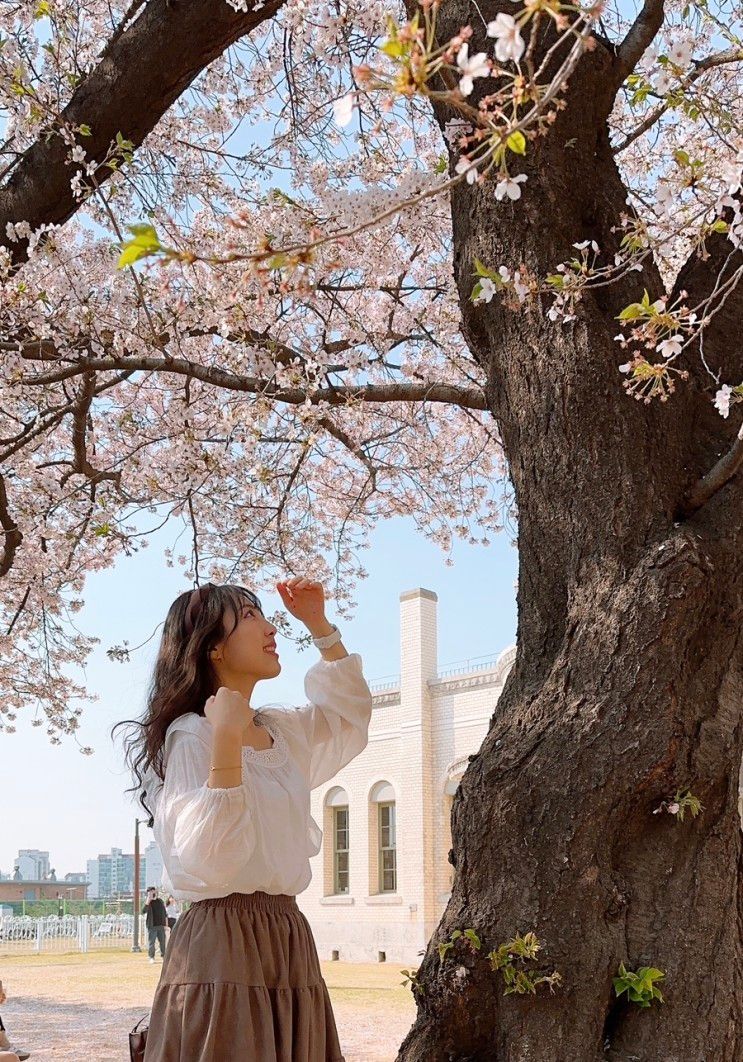 서울 서대문역 근처 숨은 벚꽃 명소 국립기상박물관