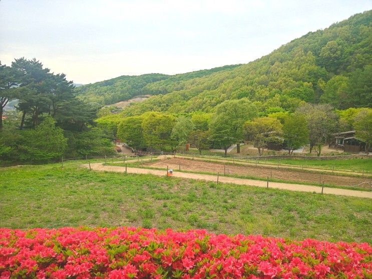 용인자연휴양림 캠핑장(12번 데크)에서 피크닉