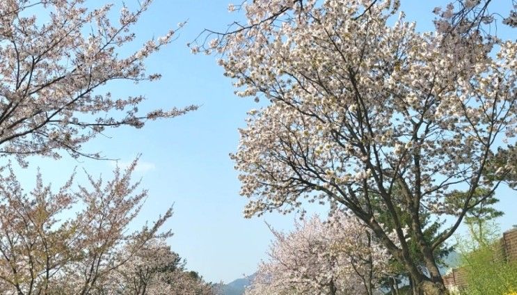 용인 아시아나CC 벚꽃 : 뒤늦은 벚꽃구경+인더밸리 카페