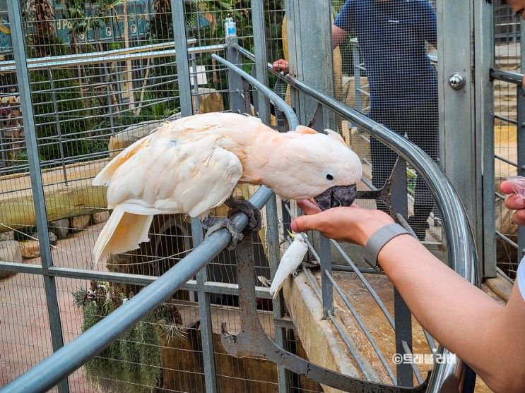 경주 실내가볼만한곳 동물원 경주 버드파크 할인