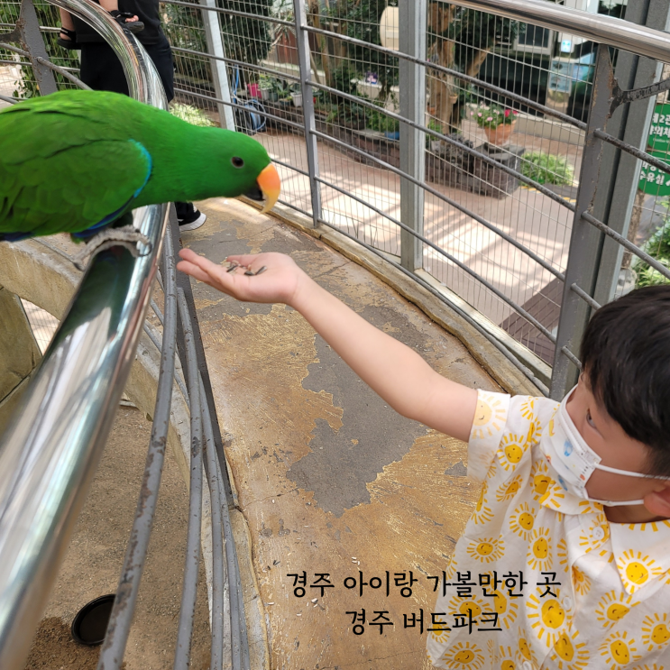 경주 아이랑 가볼만한 곳 경주버드파크