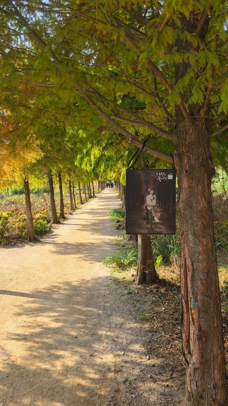 사랑의 불시착 촬영지 청산수목원 핑크뮬리 억새축제