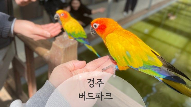 경주 아기랑 가볼만한곳 경주 버드파크 할인 아이랑 실내체험