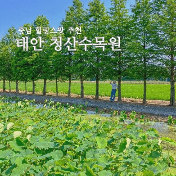 수국 명소 태안 안면도 청산수목원 당일치기 뚜벅이 여행