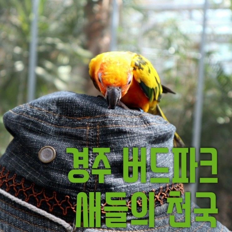 경주 버드파크 새들의 천국