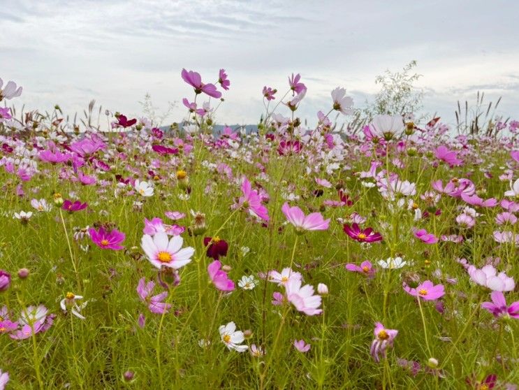 행주산성 역사공원, 코스모스